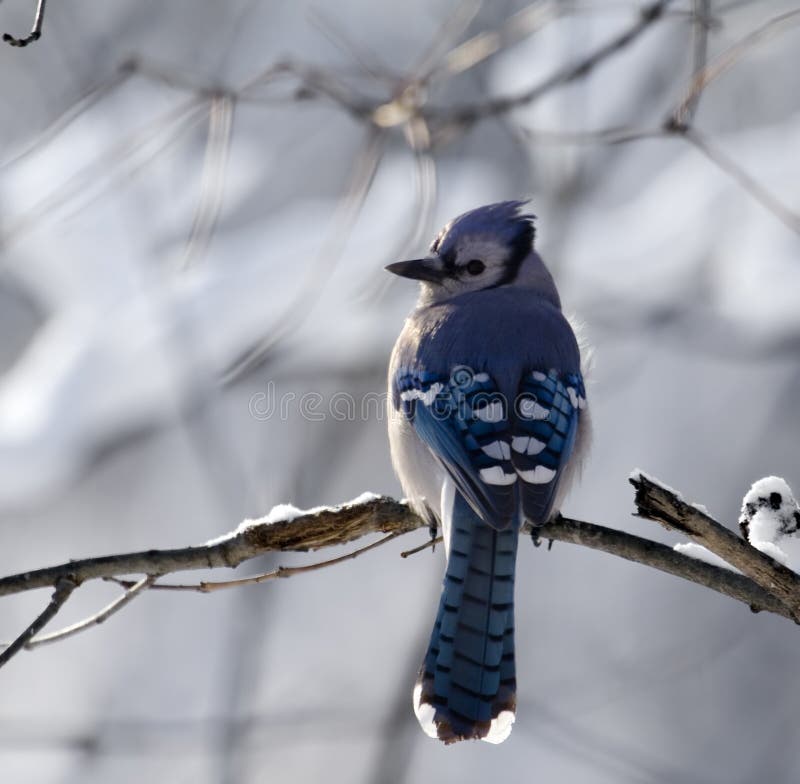 Blue Jay With A Snowy Backgrou