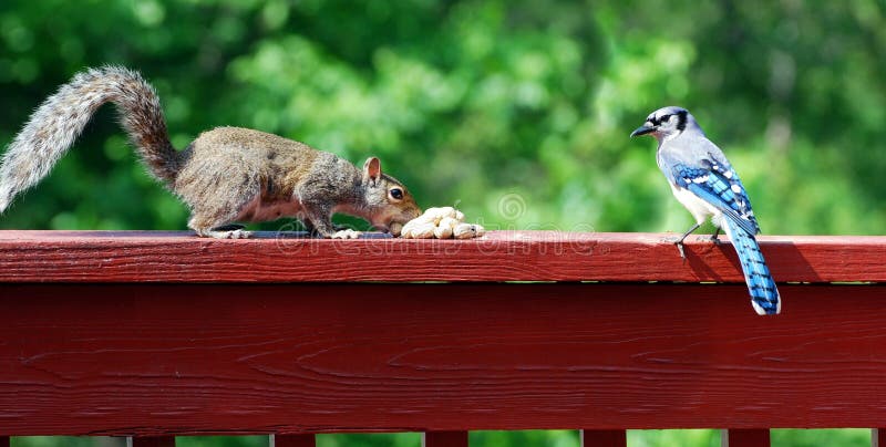 Blue jay and squirrel