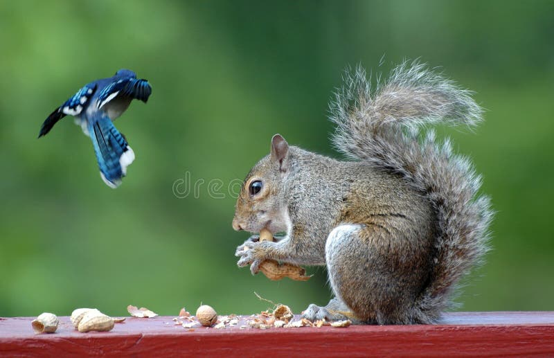 Blue Jay and Squirrel