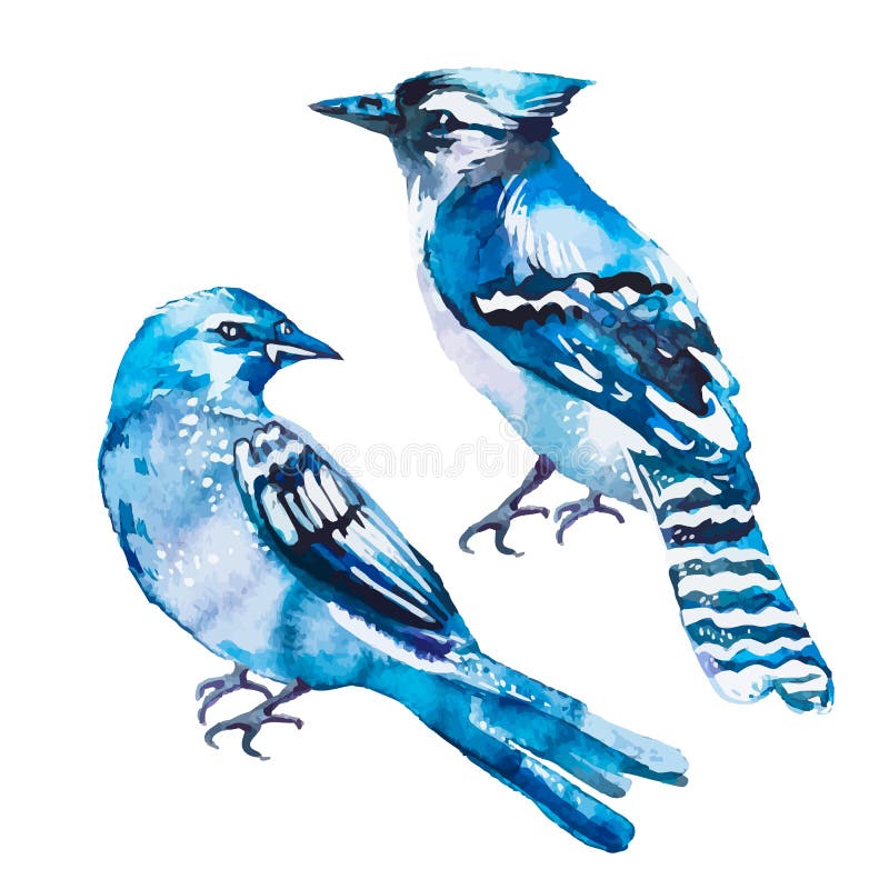 Bluejay Feather Stock Illustrations 58 Bluejay Feather Stock Illustrations Vectors Clipart Dreamstime