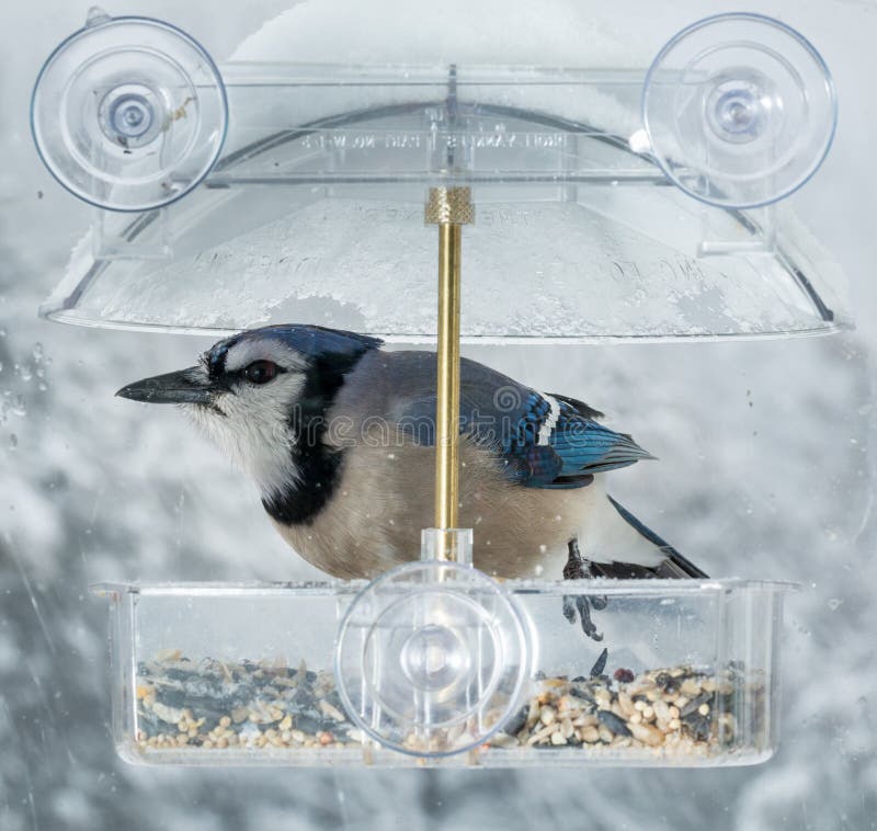 blue jay bird feeder plans blue jay bird feeder plans