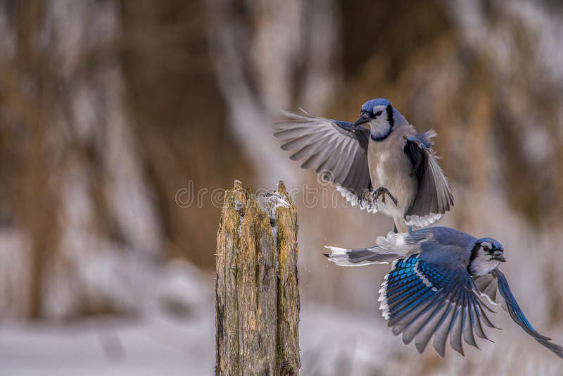 Blue jays playing together stock photo. Image of twig 266709734