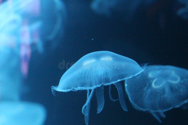 Blue Jellyfish stock image. Image of underwater, organism 51693071