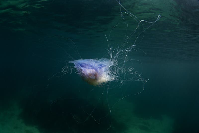 Cyanea Lamarckii, Blue Jellyfish, Bluefire Jellyfish Stock Image ...