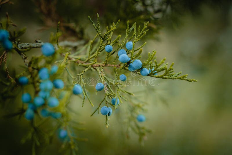 Blue Juniper Berries On Tree Picture. Image 93946671