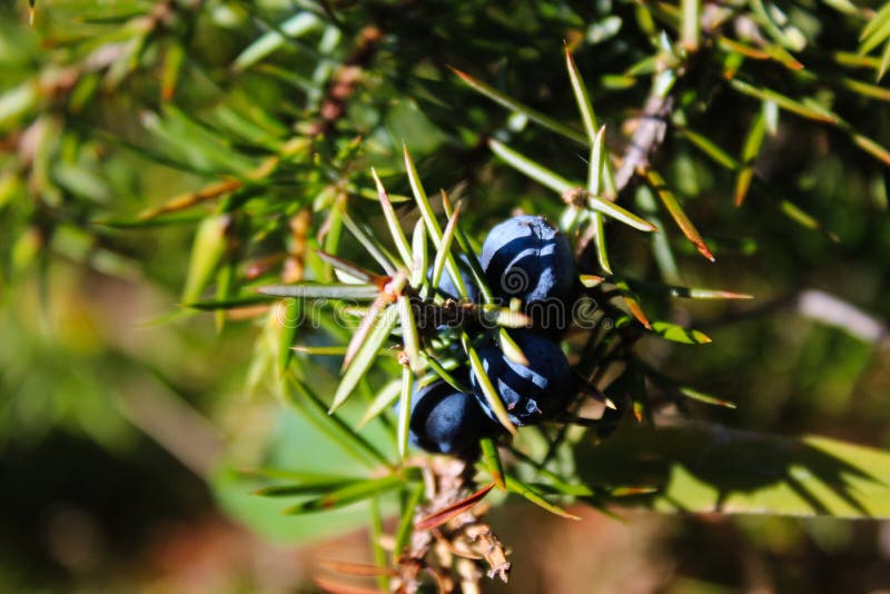 Blue Juniper Berries on a Tree Stock Photo Image of flavor, fruit