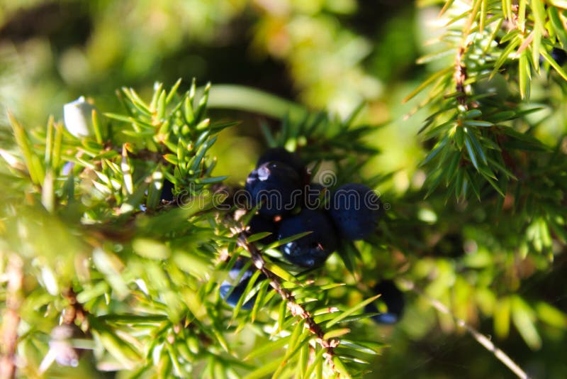 Blue Juniper Berries on a Tree Stock Image Image of juniperus