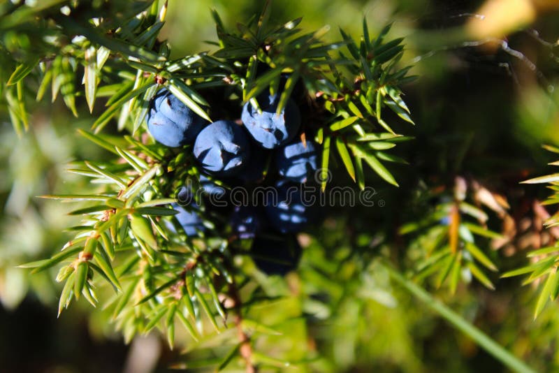 Blue Juniper Berries on a Tree Stock Photo Image of color, healthy