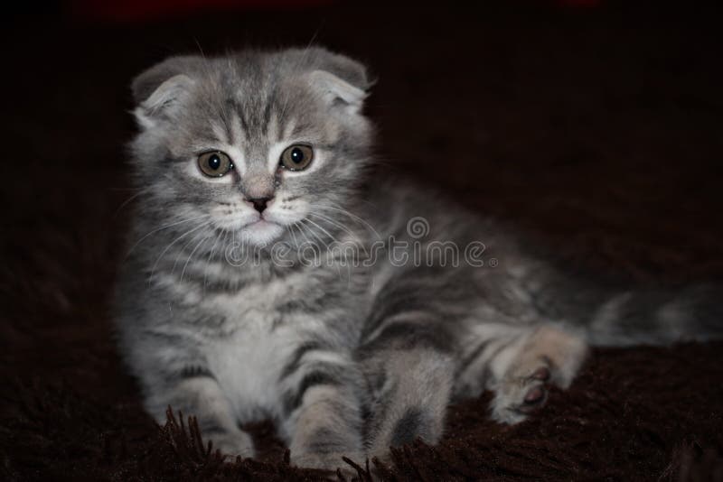 The Blue Kitten Scottish Fold Cats Stock Photo Image of veterinarian
