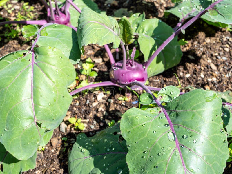 Blue Kohlrabi Plant Growing in the Garden Stock Image Image of