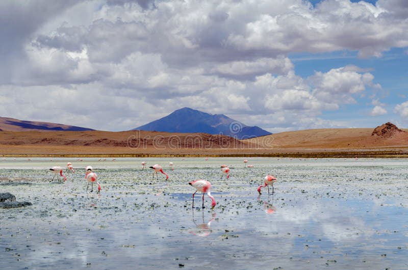 natron salt flats natron salt flats