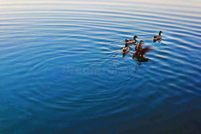 Blue lake, waterfowl swimming with water ripples royalty free stock images Blue lake, waterfowl swimming with water ripples royalty free stock images