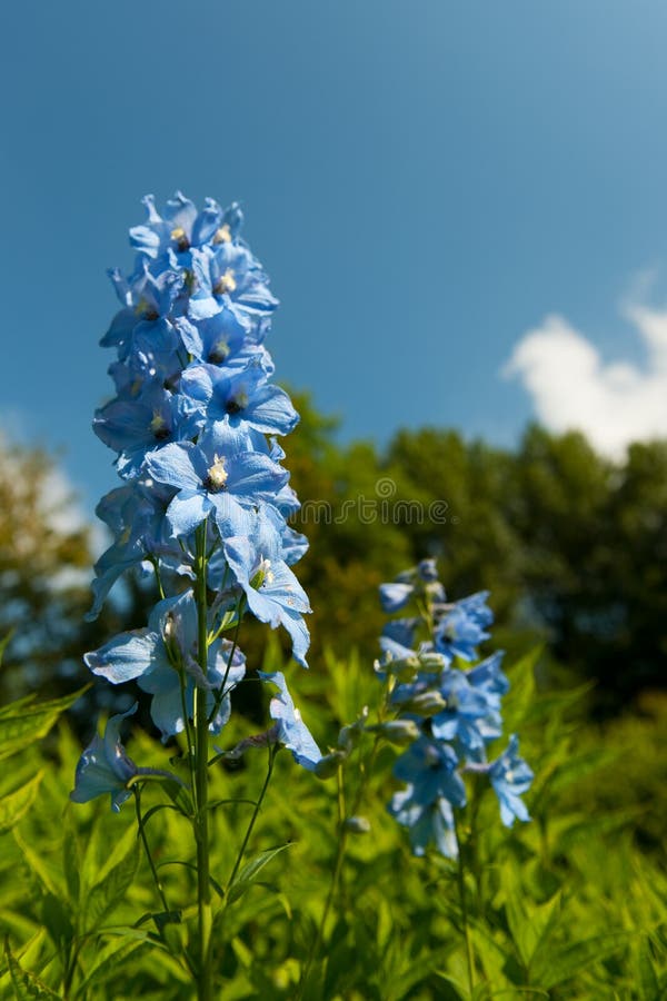 3,864 Larkspur Stock Photos - Free & Royalty-Free Stock Photos from  Dreamstime