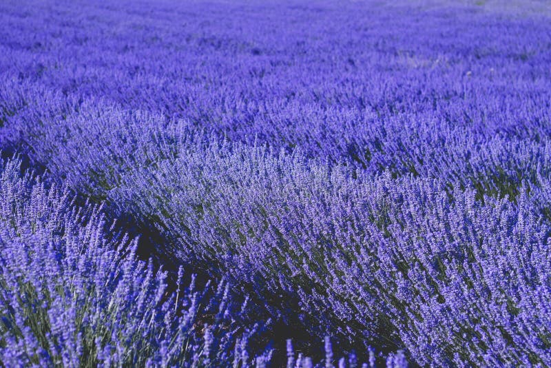 Blue lavender fields stock image. Image of grass, environment 140685553