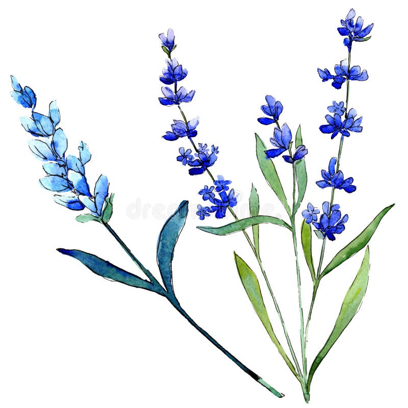 Blue Lavender. Floral Botanical Flower. Wild Spring Leaf Wildflower ...