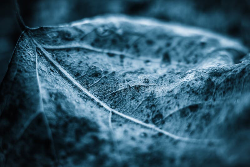 Blue leaf stock photo. Image of environmental, forest - 46685986