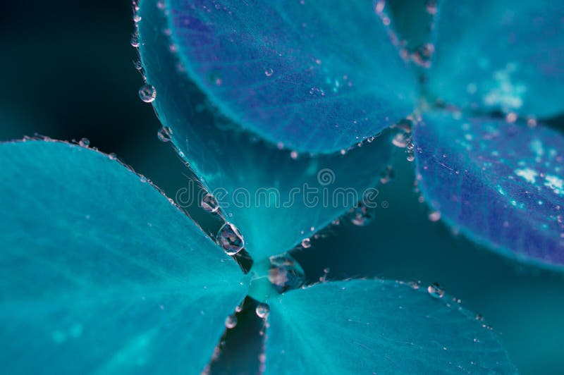 Blue leaves in drops of water. Macro nature.