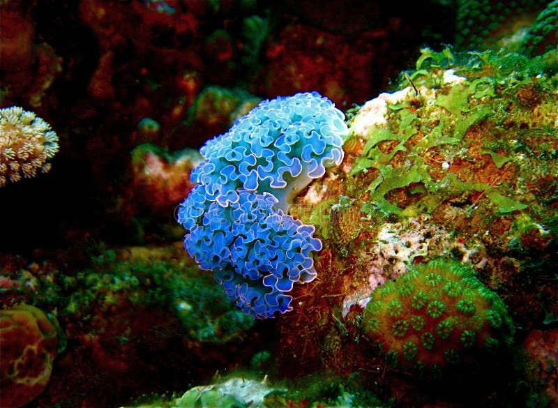 Blue Lettuce Leaf Nudibranch Stock Photo Image of nudibranch, lettuce