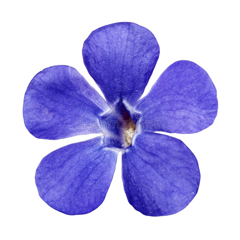 Blue lilac flower isolated stock photo. Image of grow - 80782414