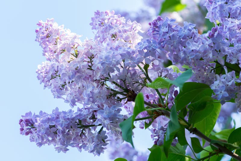 Blue lilac flowers stock image. Image of leaf, branch 40695841