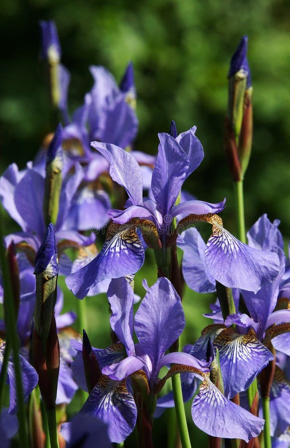 Blue Lilies on the Forest Floor of Aspens Stock Photo Image of lilies