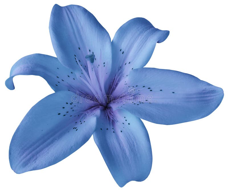 Blue Lily Flower On Isolated Black Background With Clipping Path Closeup No  Shadows For Design Nature Stock Photo - Download Image Now - iStock