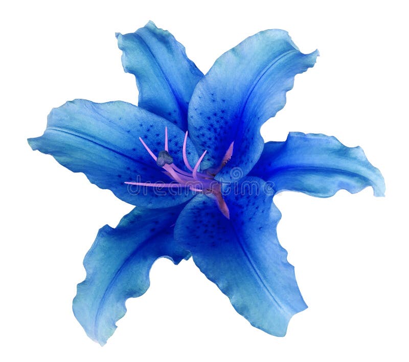 Blue lily flower on a white isolated background with clipping path no shadows. For design, texture, borders, frame, background