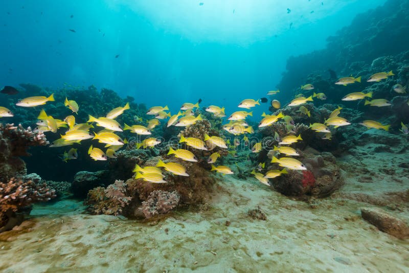 Blue-lined snappers in the Red Sea.