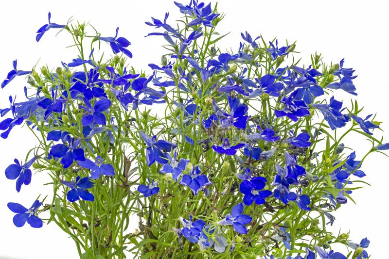 Blue Lobelia (Lobelia Erinus) Stock Photo - Image of background, garden ...