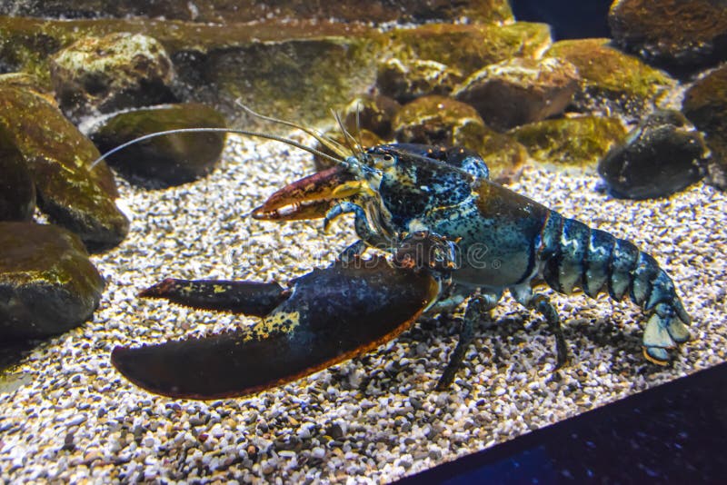 Blue Lobster Lobster Under the Water Crawls in the Aquarium Stock Image