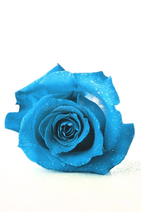 Blue lonely rose in drops isolated on white background royalty free stock photography Blue lonely rose in drops isolated on white background royalty free stock photography