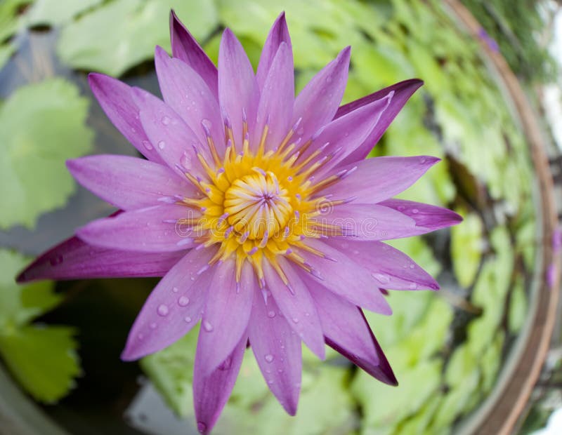 Blue lotus stock image. Image of elegance, lotus, petal 24669943