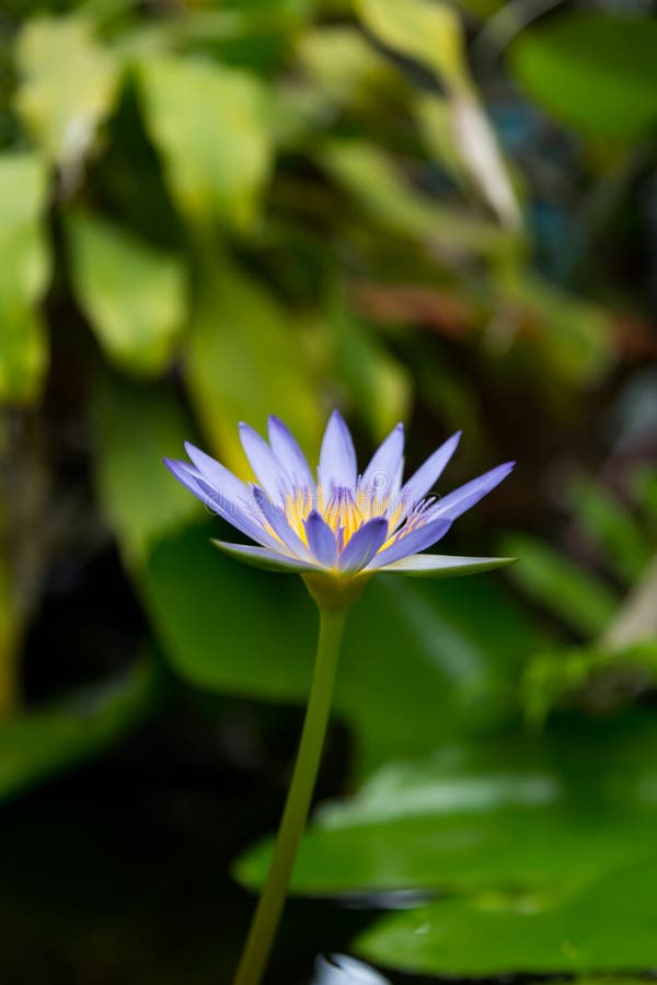 The Blue Lotus Flower Blooming Stock Image Image of aquatic, pond