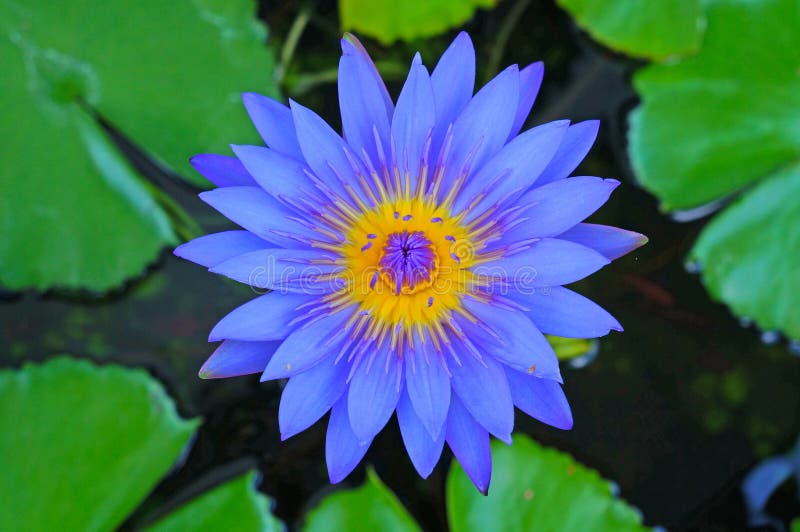 Blue Lotus Flower stock photo. Image of biological, crusiana 55504160