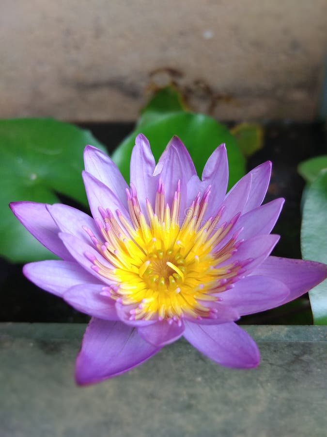 Blue Lotus flower stock image. Image of floral, full 90405781