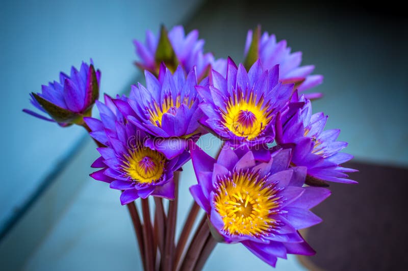 21 124 Blue Lotus Flower Photos Free Royalty Free Stock Photos From Dreamstime