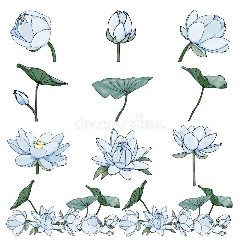 Blue Lotus Flower Or Water Lily Isolated On White Background Stock Vector Illustration Of Flower Hawaii Blue Lotus Flower Or Water Lily Isolated On White Background Stock Vector Illustration Of Flower Hawaii