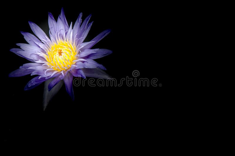 The Blue Lotus Flowers in the Pond on Gray Background Stock Photo