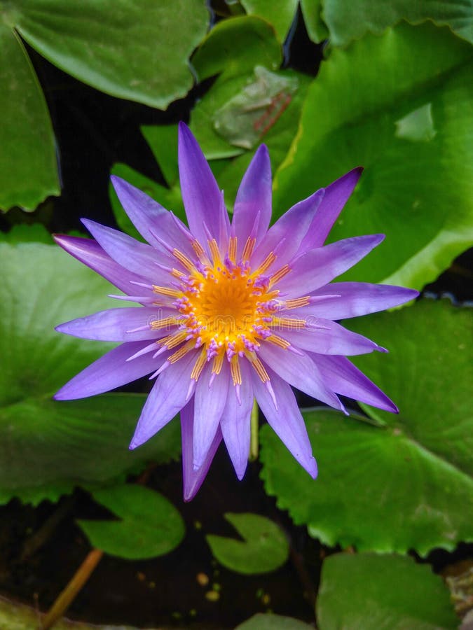 Blue Lotus on the Pond, Blue Lotus with Green Leaves in the Pond Stock