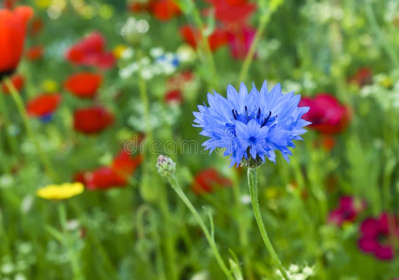 Blue Loveinamist or Nigella Damascena Flower Stock Image Image of
