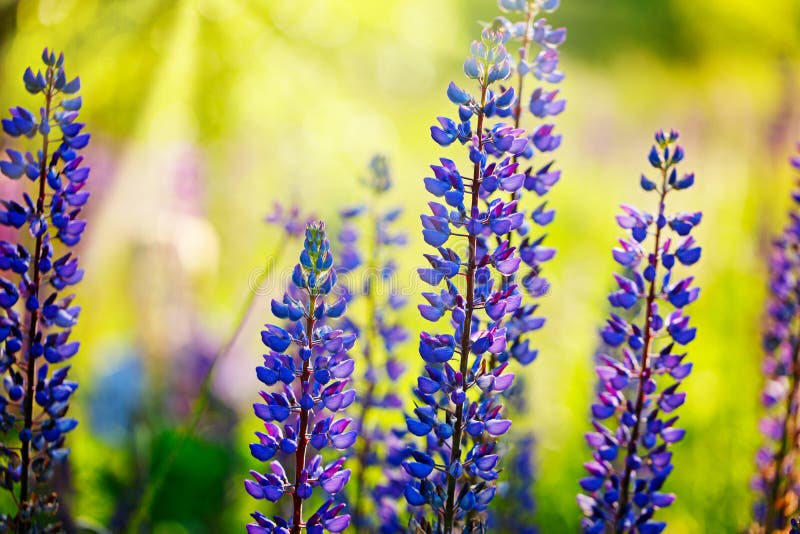 Blue Lupines Flowers Over Green Background in Summer Garden or P Stock ...