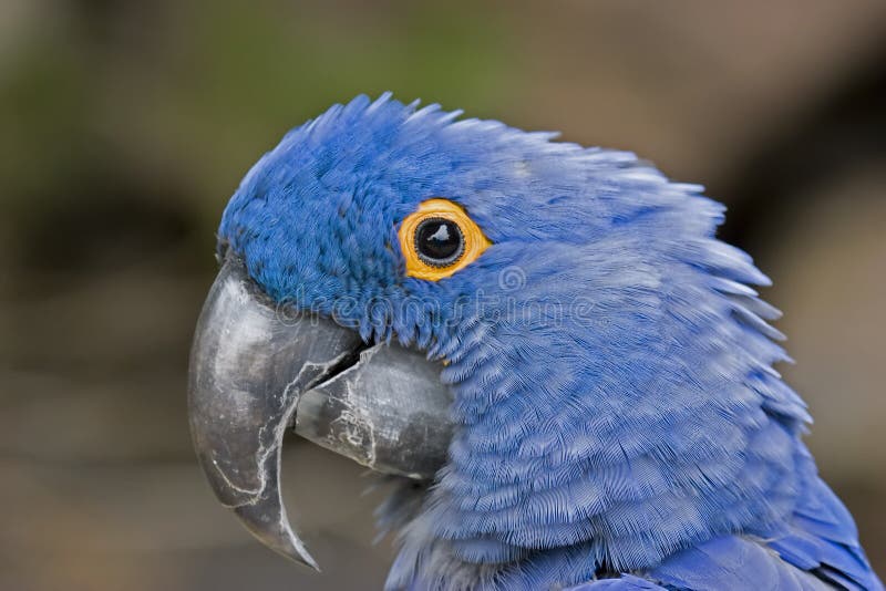 Blue Macaw