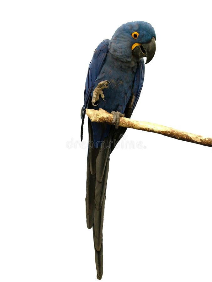 Blue Macaw