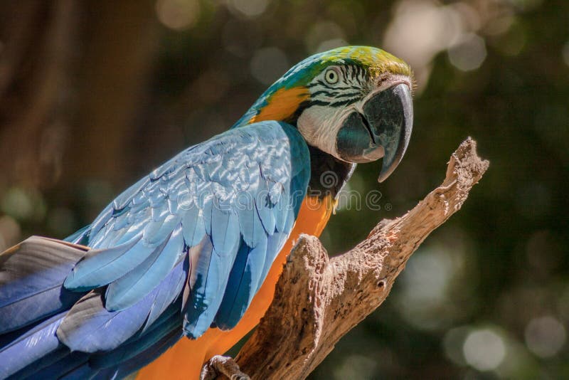 Blue Macaw Itatiba Brazil