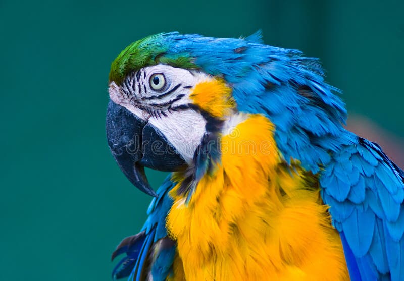 Blue macaw parrot stock photo. Image of bird, animal 15945002