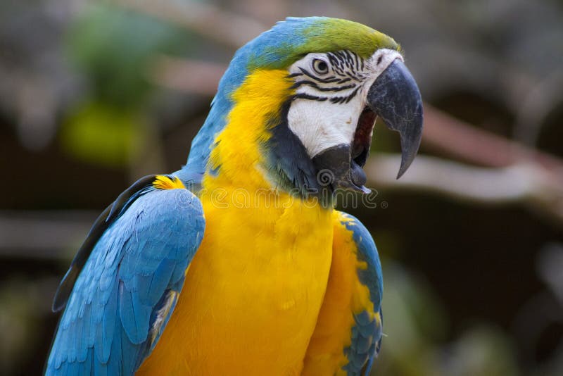 Blue Macaw squawking stock photo. Image of bird, honduras 38171696