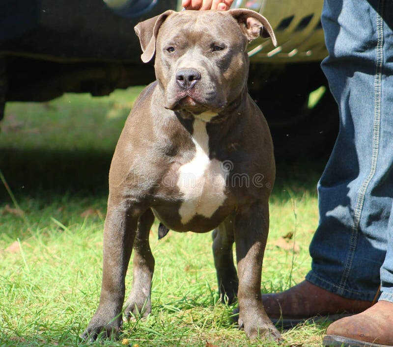 Blue Male American Pitbull Terrier Stock Photo Image of