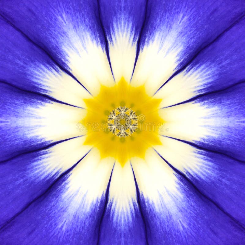 Blue Mandala Flower Center. Concentric Kaleidoscope Design. Blue Mandala of Cornflower Flower Center Close-up. Mirrored Concentric Kaleidoscopic Design of the royalty free stock images Blue Mandala Flower Center. Concentric Kaleidoscope Design. Blue Mandala of Cornflower Flower Center Close-up. Mirrored Concentric Kaleidoscopic Design of the royalty free stock images
