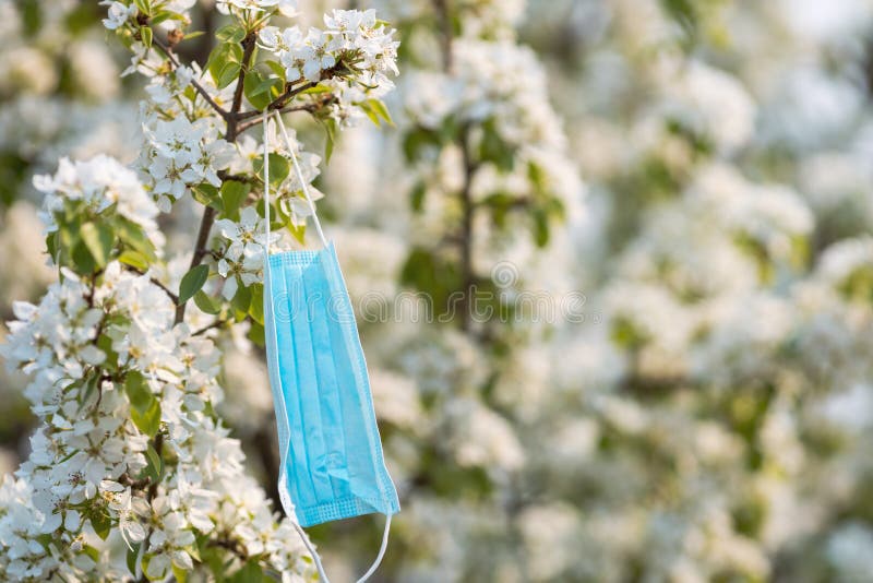 Blue medical mask on a branch of a blossoming apple tree. spring is the end of the pandemic