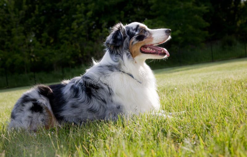 Blue Merle Australian Shepherd Stock Image Image of animal, look 5420407